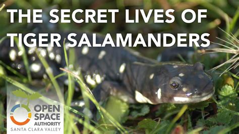 Tiger Salamander Life Cycle