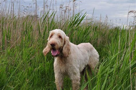 Italian Spinone Characteristics And Character Dogs Breeds