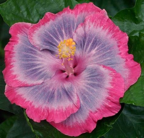 Maybe you would like to learn more about one of these? Tropical Hibiscus Cuttings Ordered