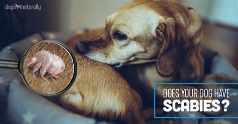 Sarcoptic Mange In Dogs: Natural Home Treatments | Dogs ...