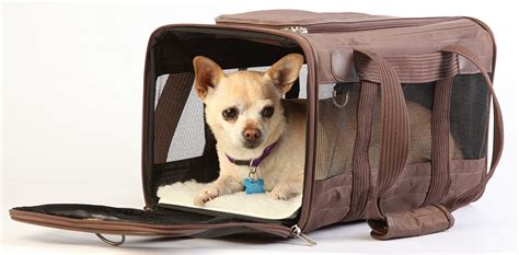 Top Travel Products for Dogs: Must-Haves for Travel with Pets