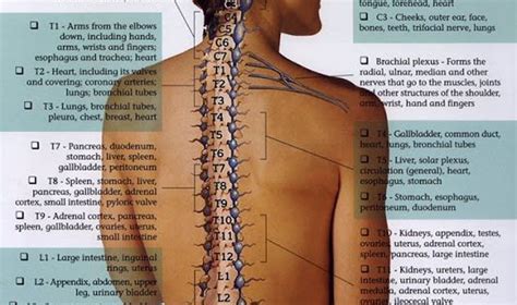 We did not find results for: illustration of the human spine - the nerves that feed out ...