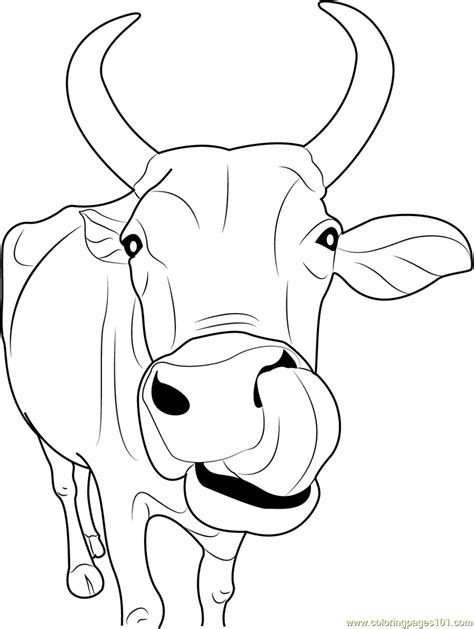 Highland Cow Coloring Pages