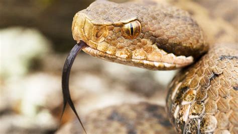 The Most Venomous Animals On Earth Ranked Cnet