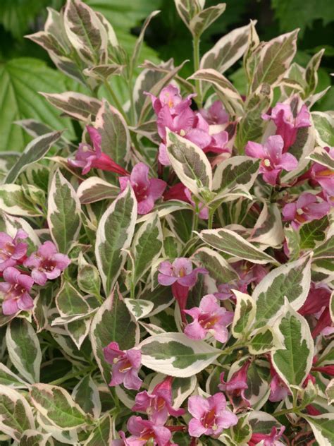 Weigela How To Grow And Care For Weigela Hgtv