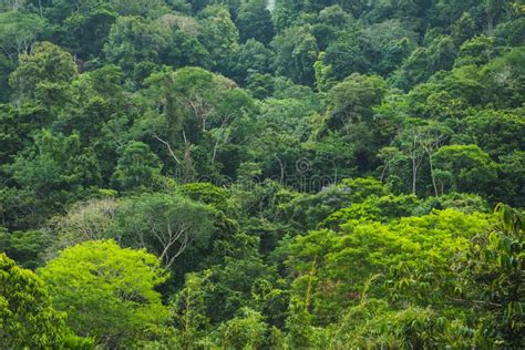 Rainforest Aerial View On Forest Aerial View On Jungle Stock Photo