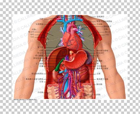 Simple, easy notes for quick revision of important questions. Abdomen Thorax Organ Coronal Plane Anatomy PNG, Clipart, Abdomen, Abdominal Aorta, Anatomy ...