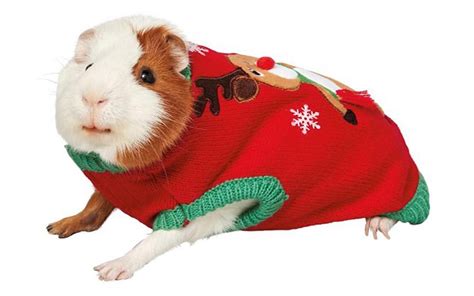 Pet Clothing Accessories And Shoes Guinea Pig Dress Pet Clothing