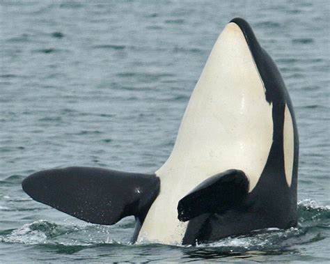 Whale Love — Ruffles J1 Eldest Southern Resident Orca Male