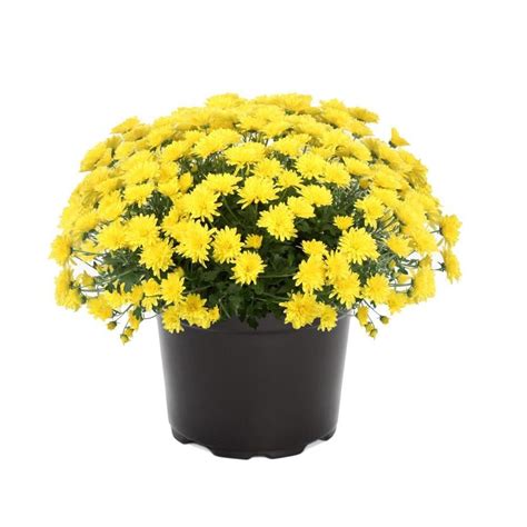 3 Quart Yellow Yellow Garden Mum In Pot At