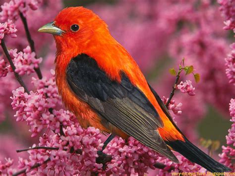 Nice Wallpapers Beautiful Birds Pictures Natural Wallpapers