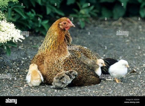 Domestic Fowl Gallus Gallus F Domestica With Chicks Germany Stock
