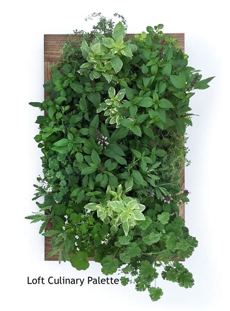 In these page, we also have variety of images available. Herb Wall Garden - Sage Living Wall | // sage ...