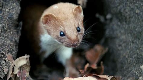 7 Reasons Agains Least Weasels As Pets Koalapets
