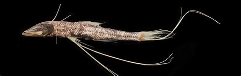Tripod Fish Denizens Of The Deep Sea Answers In Genesis