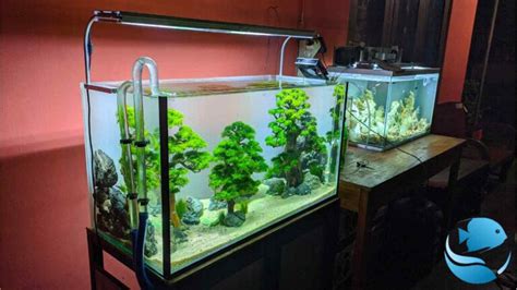Quarantine Tank For New Or Sick Fish What It Is And Why You Need One