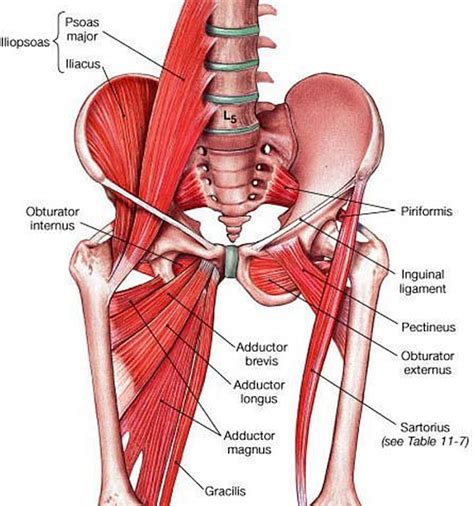 diagram of hip and back muscles qwlearn