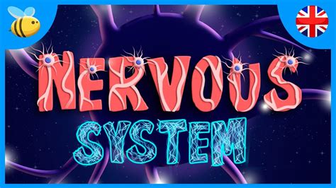 This article includes an overview as well as a chart listing the parts of explain to students that the central nervous system includes the brain and the spinal cord. The Nervous System | Educational Videos for Kids - YouTube