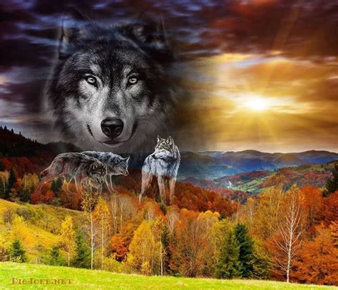 Pin By Stefan Balea On Spirit Of The Wolf Wolf Love Wolf Wolf Photos