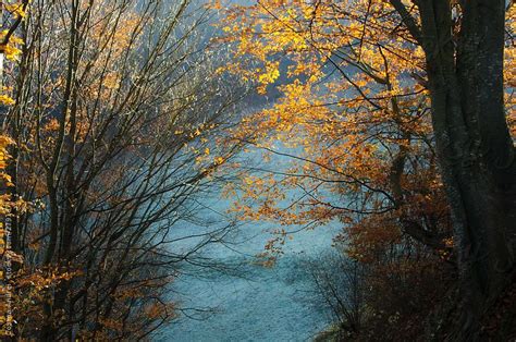 Trees With Colorful Leaves In Autumn Near Clearing With Frost In