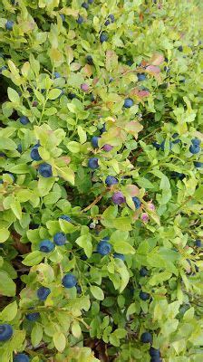 Blueberry biscuit (borovničevo pecivo) | Blueberry biscuits, Biscuits, Planting herbs