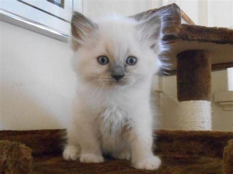 These kittens will come as close as possible to meeting the ragdoll standard. Ragdoll kittens for Sale in Niles, Michigan Classified ...