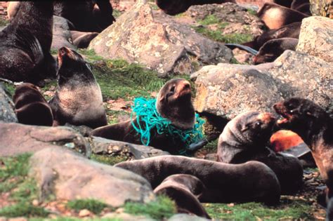 As Seen In This Photo Of Furseals Entanglement Is One Of The Harmful