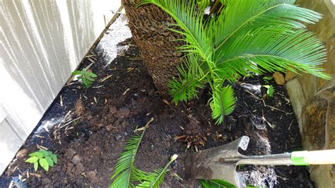 How to recognize the difference between washingtonia filifera and robusta? Life According to Lenetta: How to separate pups from Sago ...