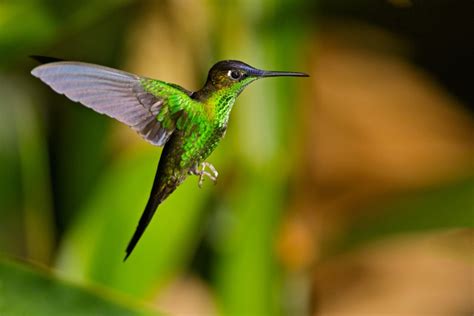 An Argument Hummingbirds Are The Best Pollinators