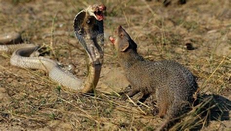 Cobra Animal Caracteristicas Especies Hábitat Y Alimentación