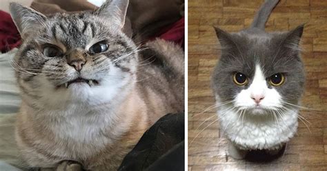 15 Of The Worlds Angriest Looking Cats Are Just Adorable