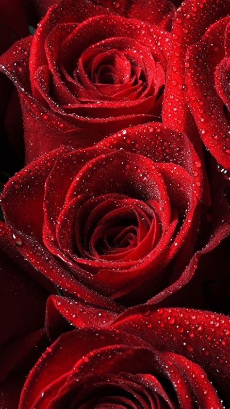 Roses Red Drops Petals Iphone Wallpapers Free Download