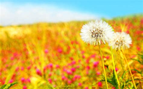 Cute summer wallpapers is a wallpaper which is related to hd and 4k images for mobile phone, tablet, laptop and pc. Wallpapers For Summer - Wallpaper Cave