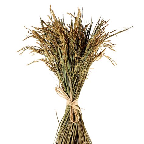 Tie with jute ribbon or raffia and add dried. Ornamental Corn Stalks