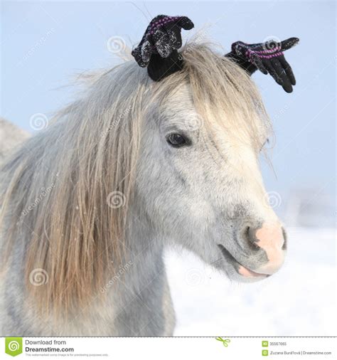 funny grey pony  glowes  winter royalty  stock photo image