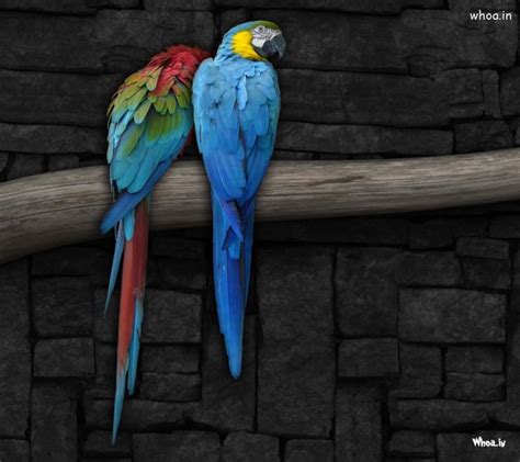 Macaw Birds Couple Parrot Hd Wallpaper