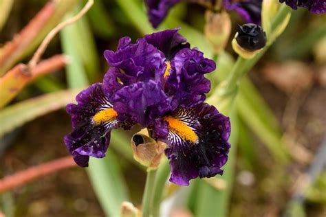 Irises Plant Care And Collection Of Varieties