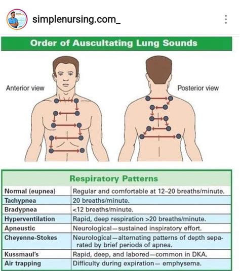 Respiratory Lung Sounds Auscultating Lung Sounds Nursing School