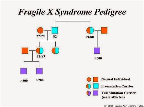Fragile X Syndrome Research And Perspectives How Fragile X Syndrome Shows Itself