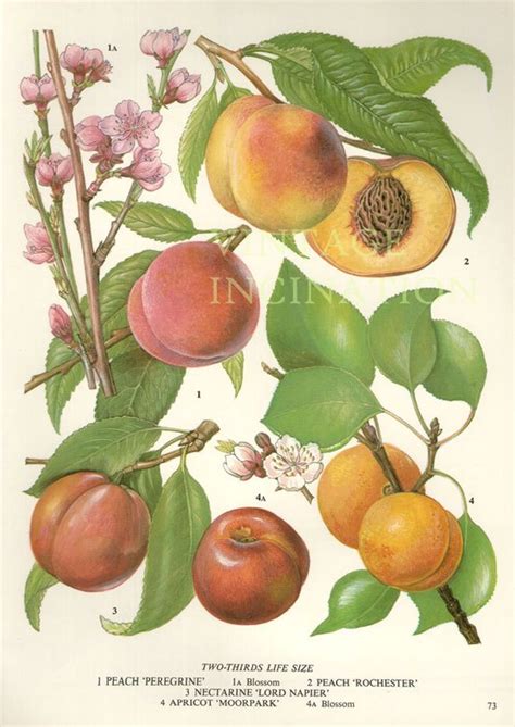 Vintage Botanical Print Antique Peaches Plant Print Botanical Print