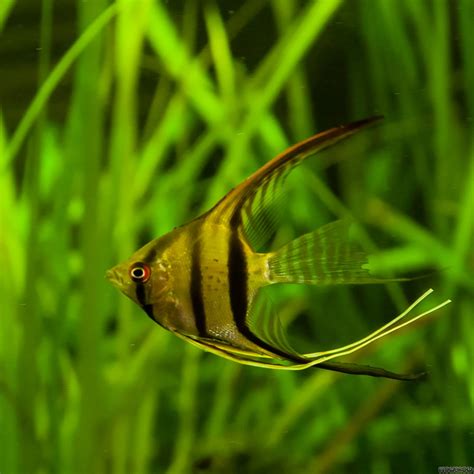 Pterophyllum Scalare Skalar Flowgrow Fish Database