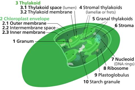 Structures unique to animal cells. Chloroplast (Plastid) - Cell Organelles by Biology Genius