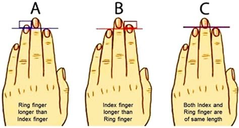 Index Finger Length Vs Ring Finger