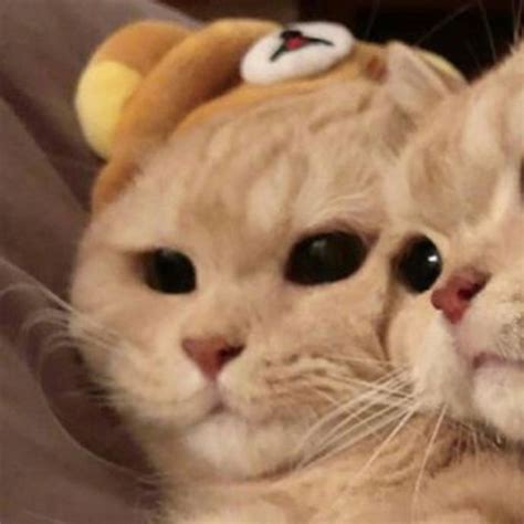 Cute Matching Cat Icons Kucing Dan Anak Kucing Piaraan Bayi Kucing