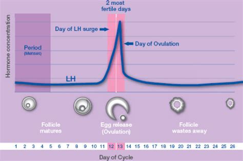 When And How Often To Have Sex To Get Pregnant
