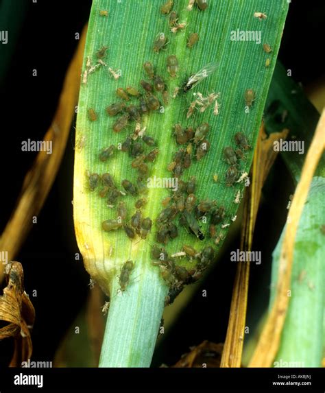 Bird Cherry Aphid Rhopalosiphum Padi Severe Infestation Of Aphids On A