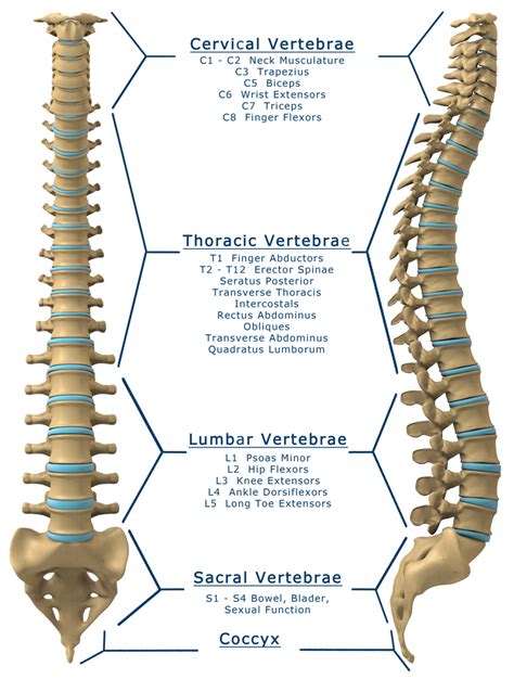 Transverse Spinal Cord Anatomy