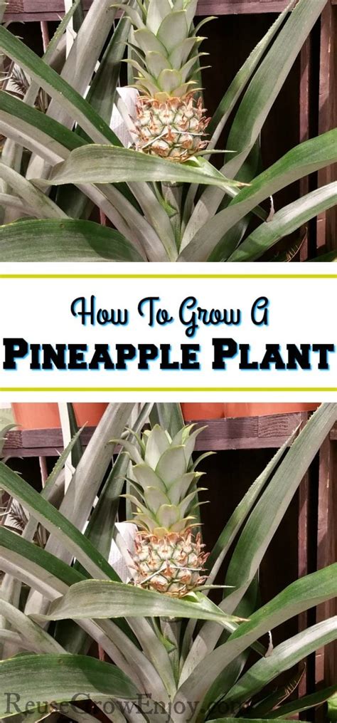 How To Grow A Pineapple Plant Reuse Grow Enjoy
