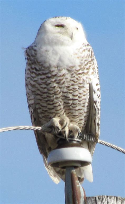Snowy Owls Bring Wonder Of The Arctic Home To Birders In Northeast Ohio