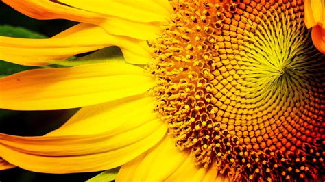 Download Nature Sunflower 4k Ultra Hd Wallpaper By Jim Lukach